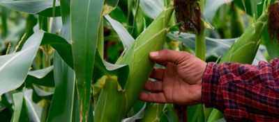 Plantas Daninhas No Milho Safrinha Estrat Gias De Controle