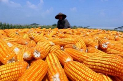 Pemkab Ngawi Dorong Petani Tanam Komoditas Jagung Di Musim Kemarau