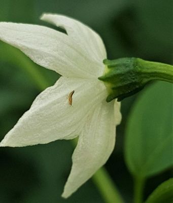 cicek-tripsi-Frankliniella-occidentalis