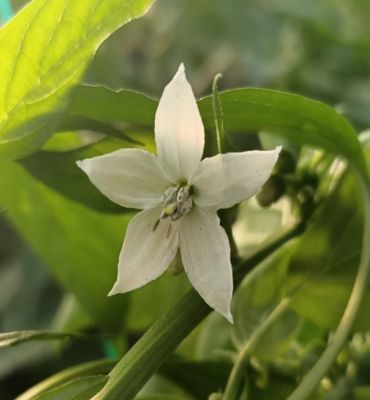 cicek-tripsi-Frankliniella-occidentalis