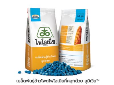 ไพโอเนีย (ลูมิเจน)