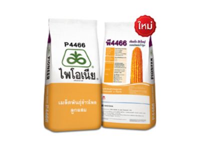 ไพโอเนีย P4466