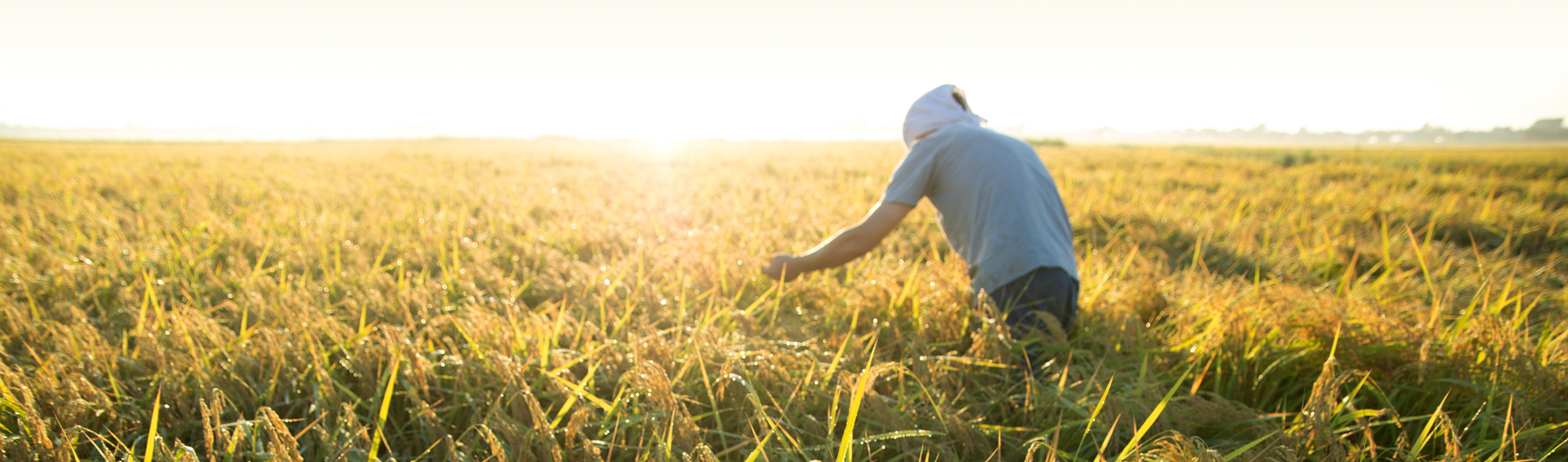 ルミスパンスFSヘッダー