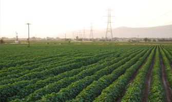 Cotton Best field