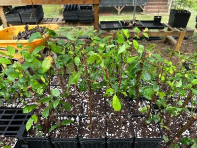 Hawai`i Event Participants and Adventures