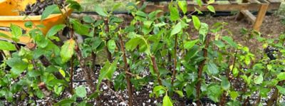 Hawai`i Event Participants and Adventures