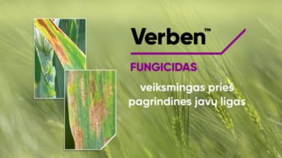 1 Verben - At a Glance