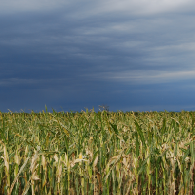 Learn how biologicals can help mitigate some of the biggest agriculture challenges that undermine crop health.