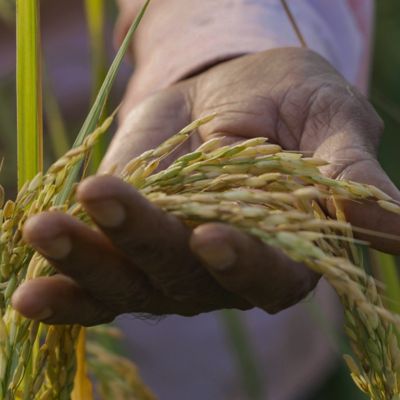 close up of wheat in man's hand in field