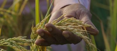 close up of wheat in man's hand in field