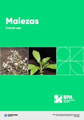 Malezas: Conyza spp