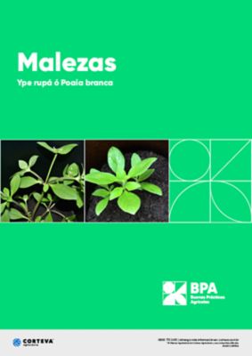 Malezas: Ype rupá ó Poaia branca