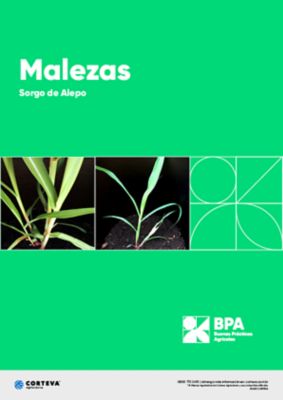 Malezas: Sorgo de Alepo