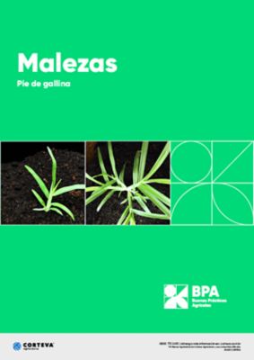 Malezas: Pie de gallina
