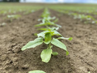 semexpert tournesol levée