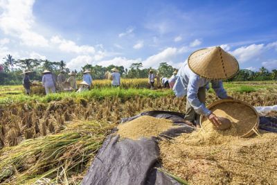 Produktivitas Padi Indonesia Peringkat Kedua di Asia