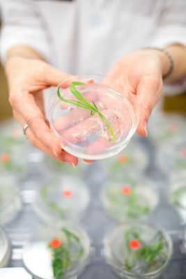 Plant-derived insulator elements for predictable gene expression