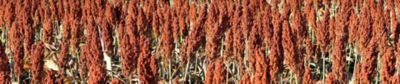 Cultura Sorgo