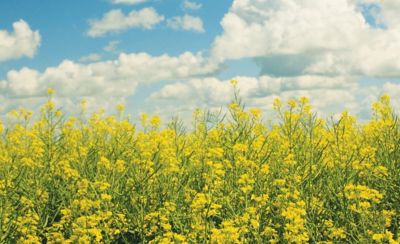 Crop Fields