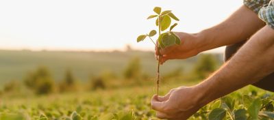 two hands holding a young sapling in a field