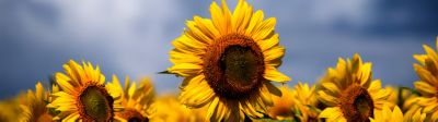 Sunflower image