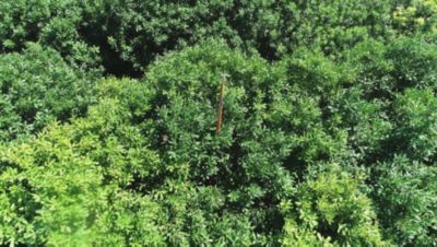 Orchard Spray Coverage Testing