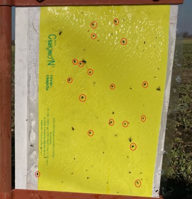 2021.02.23.ragcsalap