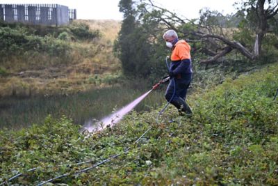 Chris Callahan spraying blackberries with Grazon Extra in the western districts of Victoria.  