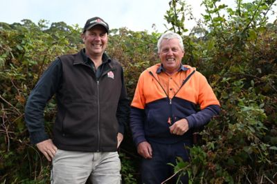 Harold Hanlon from Ag Warehouse and spray contractor Chris Callahan use Grazon Extra to control a range of weeds including blackberries, ragwort, thistles and St John’s wort. 