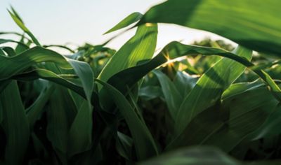 Photo - corn plants showing leaf rolling due to drought stress