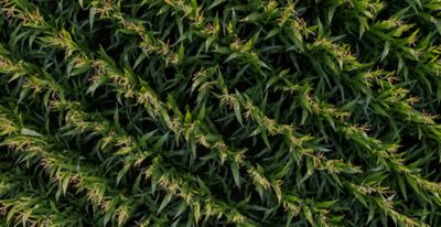 aerial corn field shot