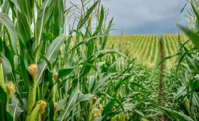 Crop Fields