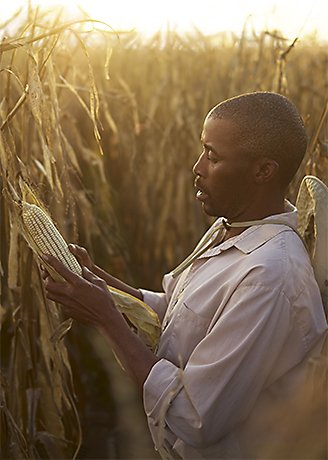 Egy férfi a kukorica fejlődését vizsgálja