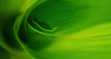 Corn Leaves