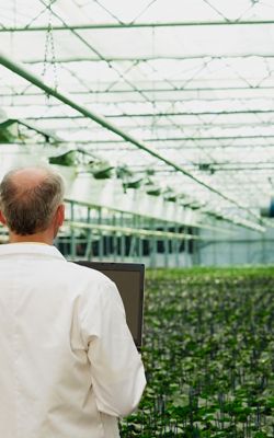 Caucasian scientist holding laptop examining plants in greenhouse