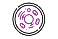 Efecto de hipersensibilidad