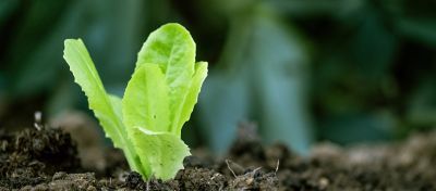 young green sprout in soil