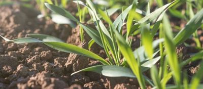 close up of small plants in soil