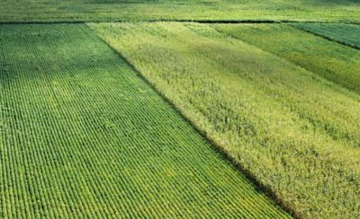 Crop Fields