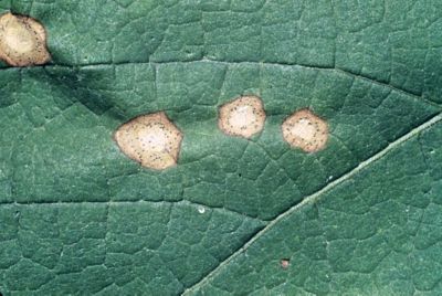 blackrot vigne