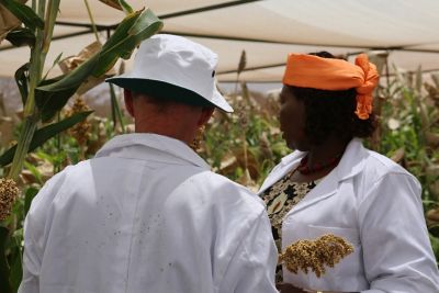 ABS_project_Albertsen_Wambugu_sorghum