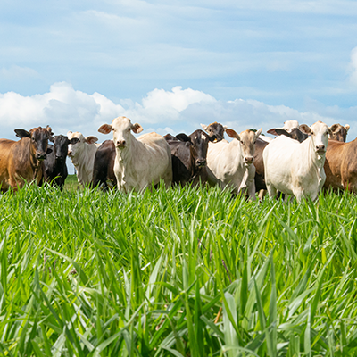 A pecuária brasileira se prepara para um novo ciclo, com a produção de 10,37 milhões de toneladas de carne em 2025. Saiba como planejar melhor e aumentar a eficiência.