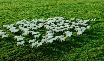 Pasto Extraordinário