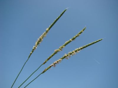 Blackgrass biology