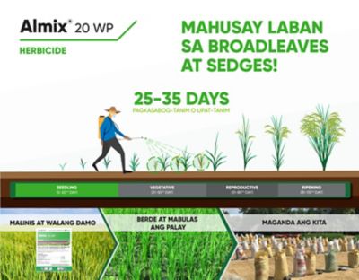 almix timing of application