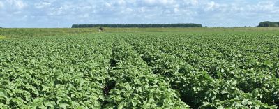 Aardappelgewas-BlueN