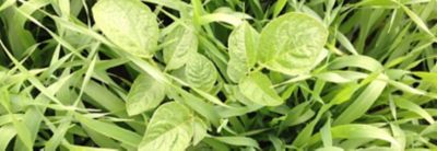 Aardappelopslag in zomergraan