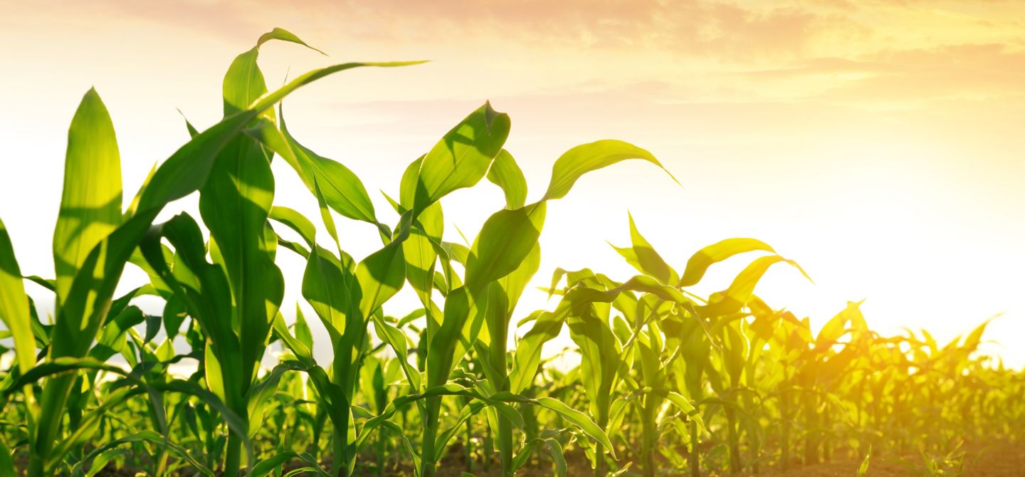 close up of young corn in field
