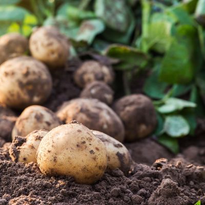 AdobeStock_169261535 - Copy.jpeg