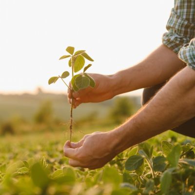 Farmers are finding more ways to get the best out of fertility programs, with nutrient-use efficiency often taking the lead.